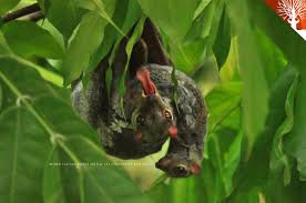 Fauna di Hutan Bambu